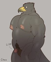 anthro avian cchocoburd choco genitals male muscular muscular_male penis small_penis solo