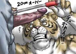 anthro balls bomb_(artist) erection feline fur furry green_eyes japanese_text male male_only measurements measuring nude penis plain_background tape_measure text tiger uncensored white_background